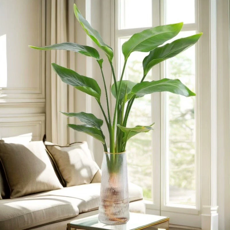 0.9-1.1米三株水培天堂鸟室内耐阴四季好养花卉绿植盆栽