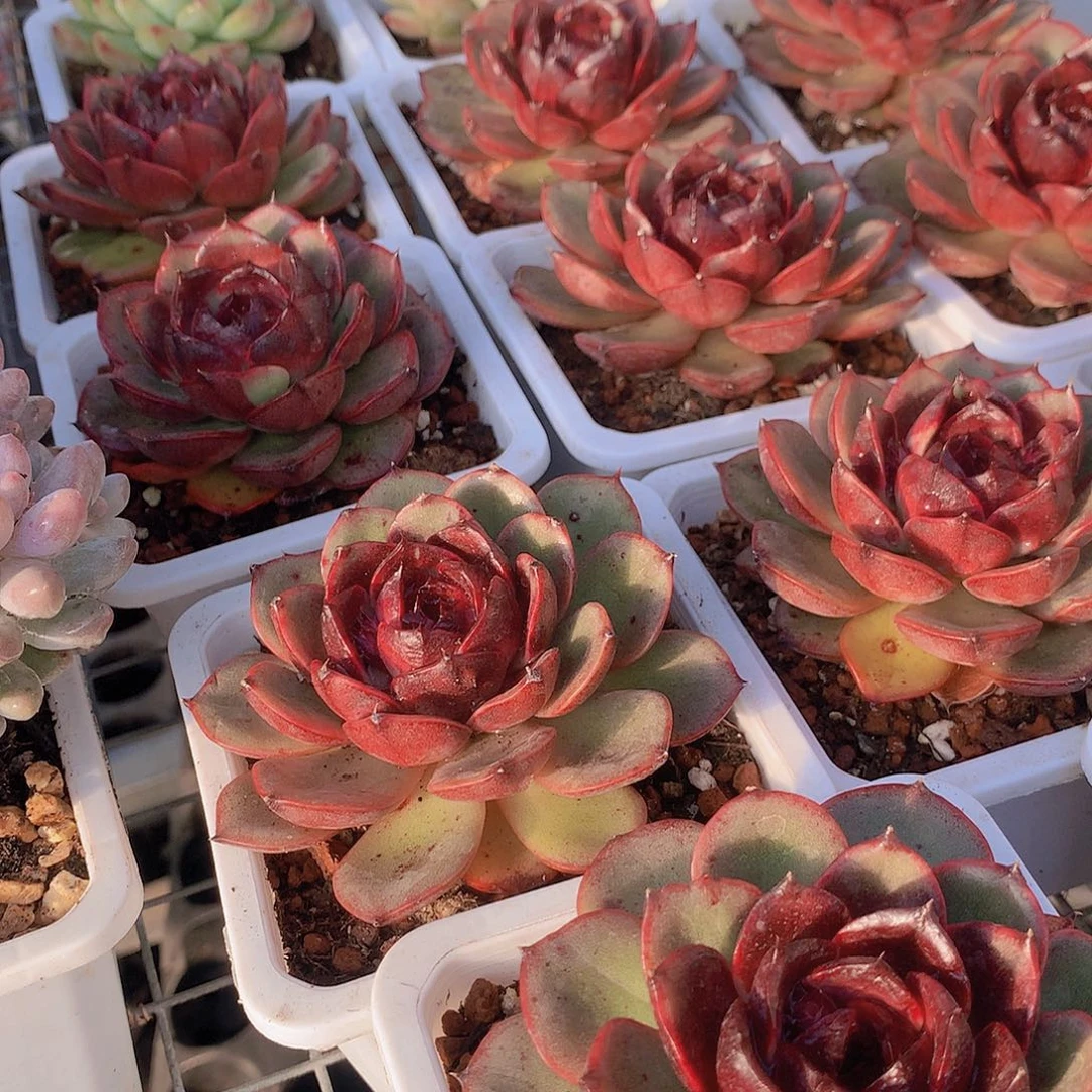 玫瑰雪特3567889999900