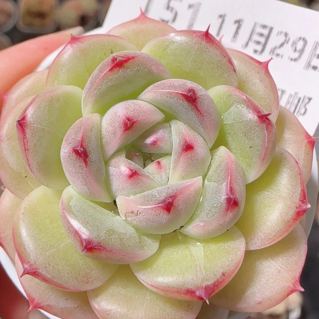花语逸镜1129-151