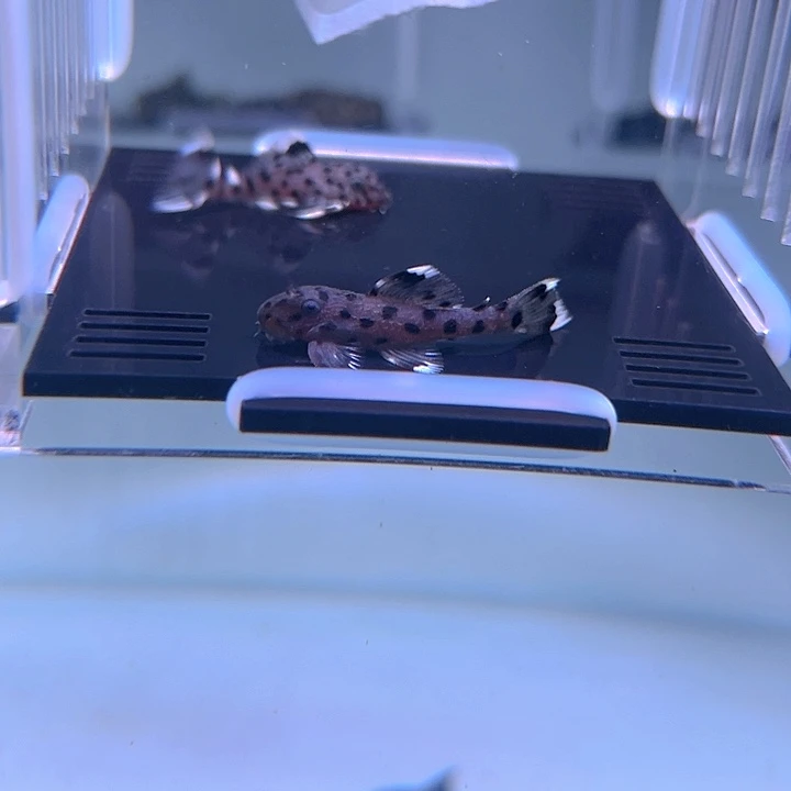 清道夫鱼23-026瑕疵老鼠斑2条