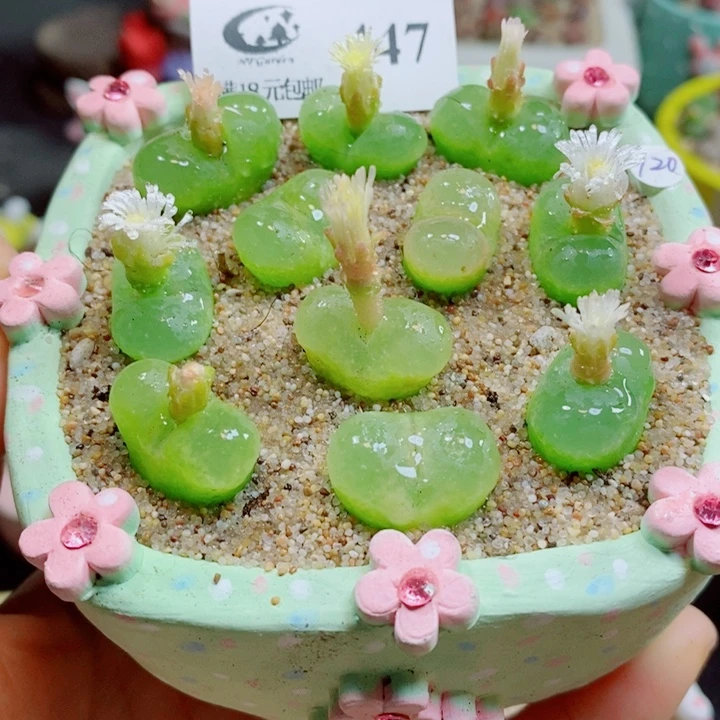 生石花花花花花花447