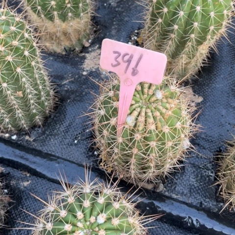 红清清46号毛花柱396有斑