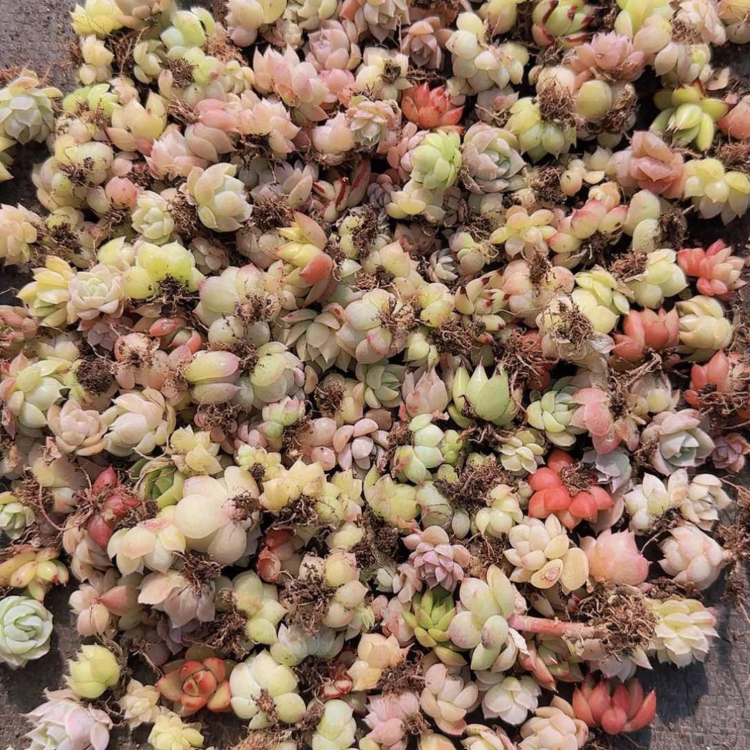 饭盒小苗保底100颗以上量拍