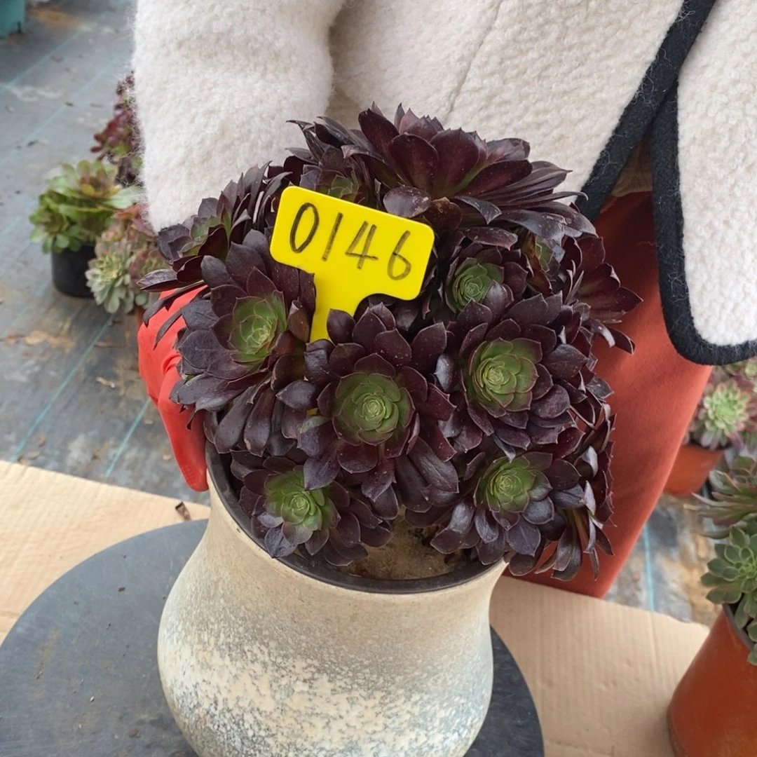 0146赤焰莲花法师