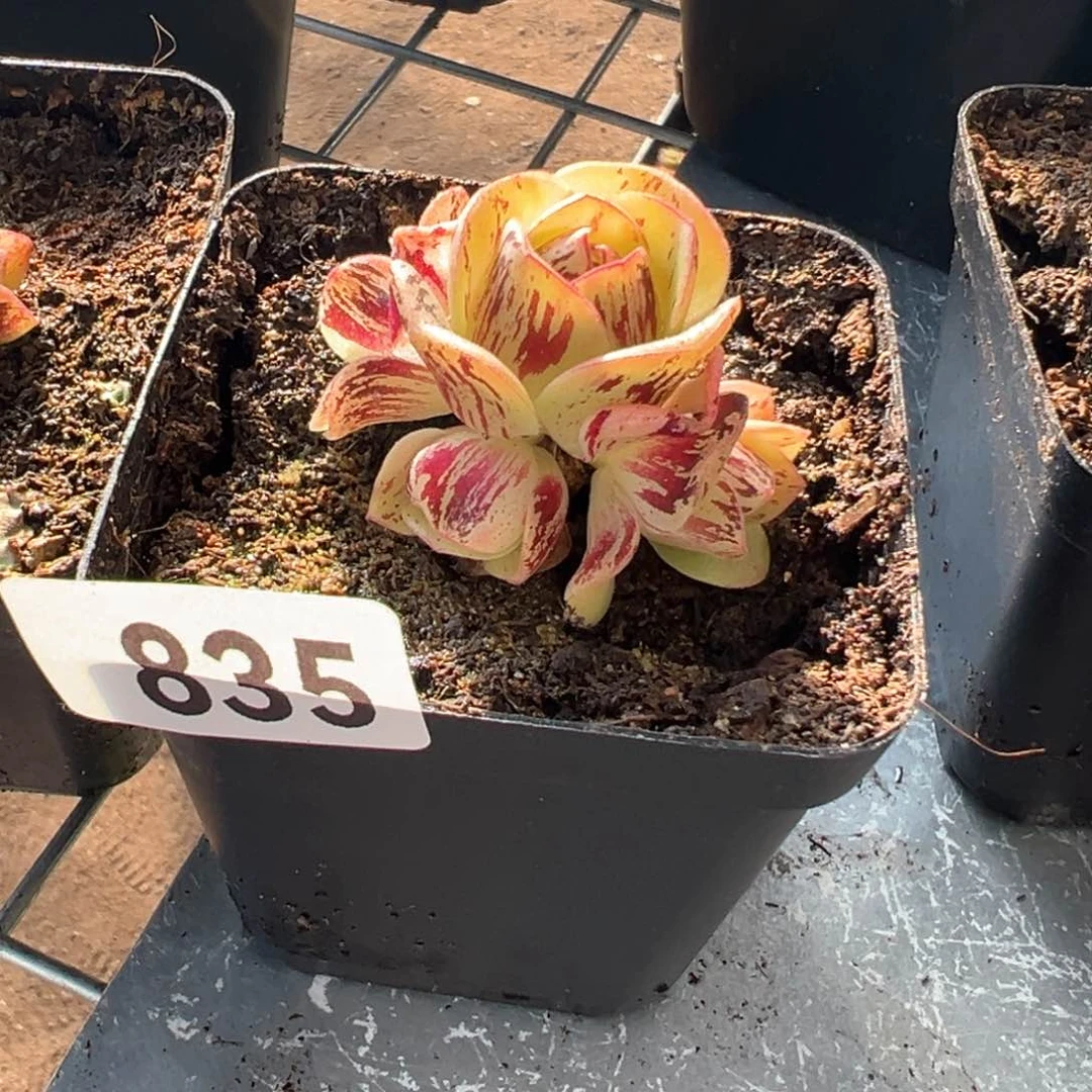 小**米小苗835山地玫瑰多肉