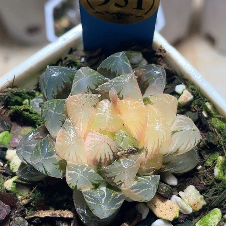 951实生锦一物一拍