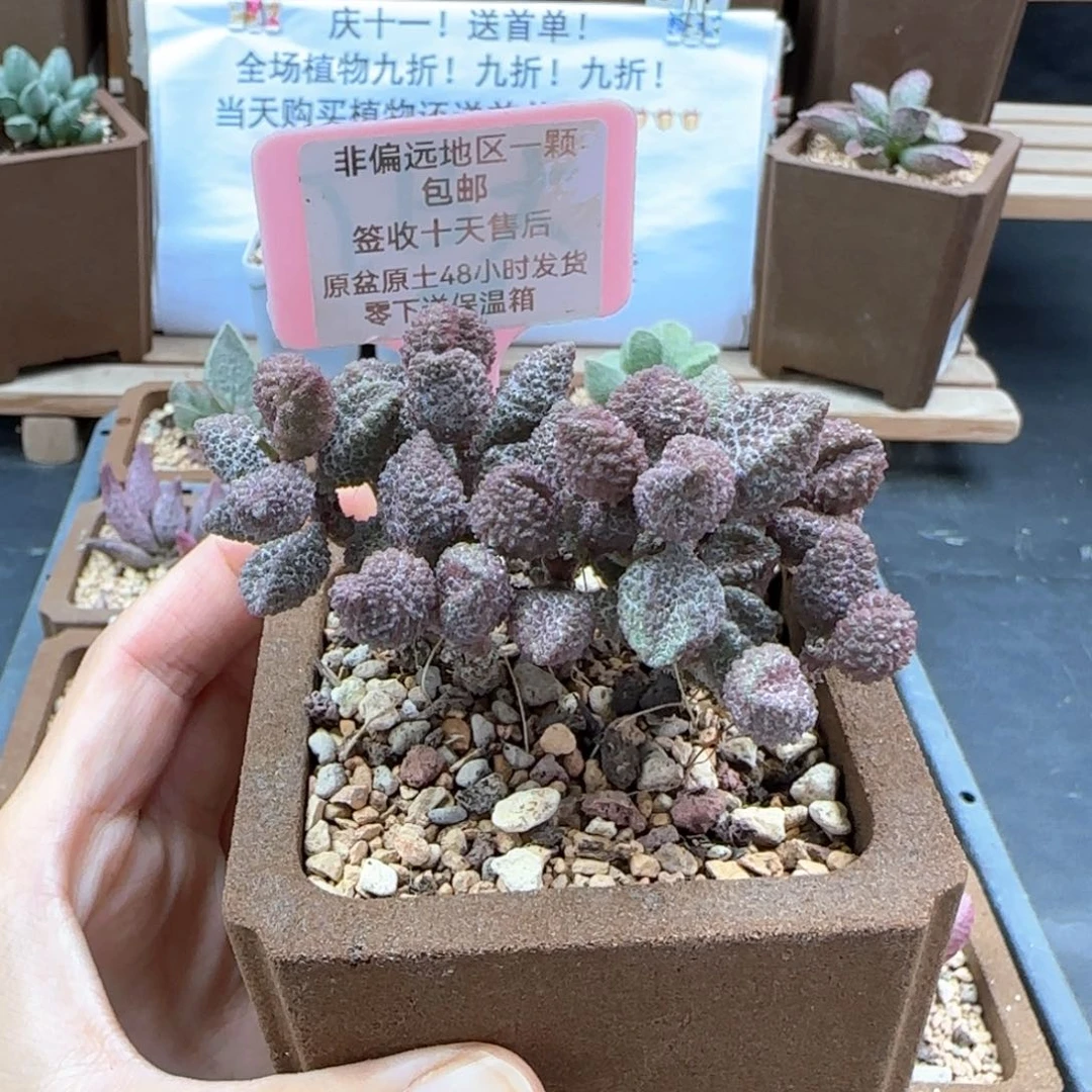 187荔枝皮多肉植物