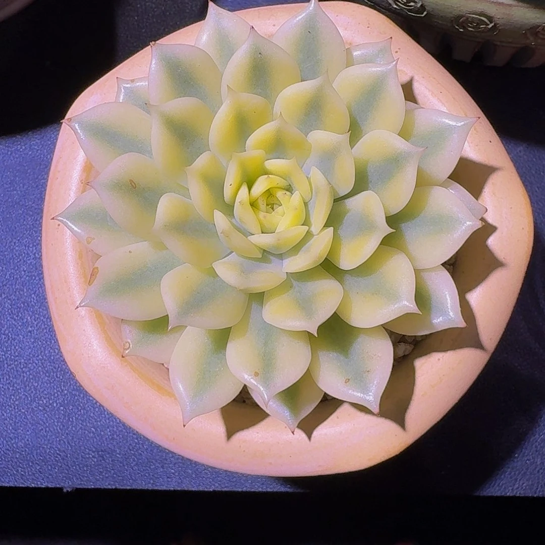 不知名 锦 一物一拍