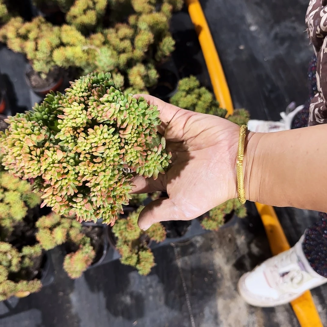 柠檬手指拽化多肉植物