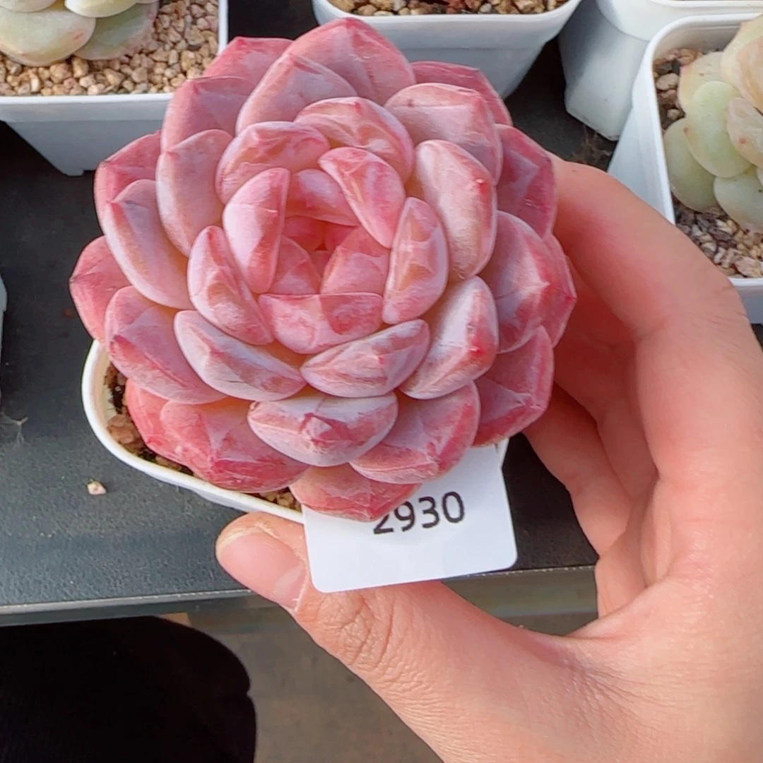 黛玉冰魄，2930多肉植物