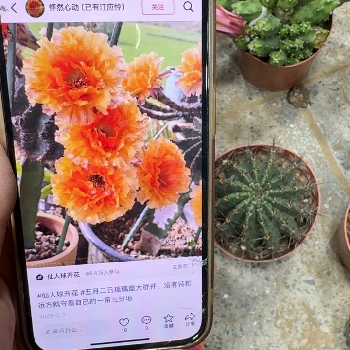 206彩草琉璃盏根脱土发货6公分左右斑,20包邮
