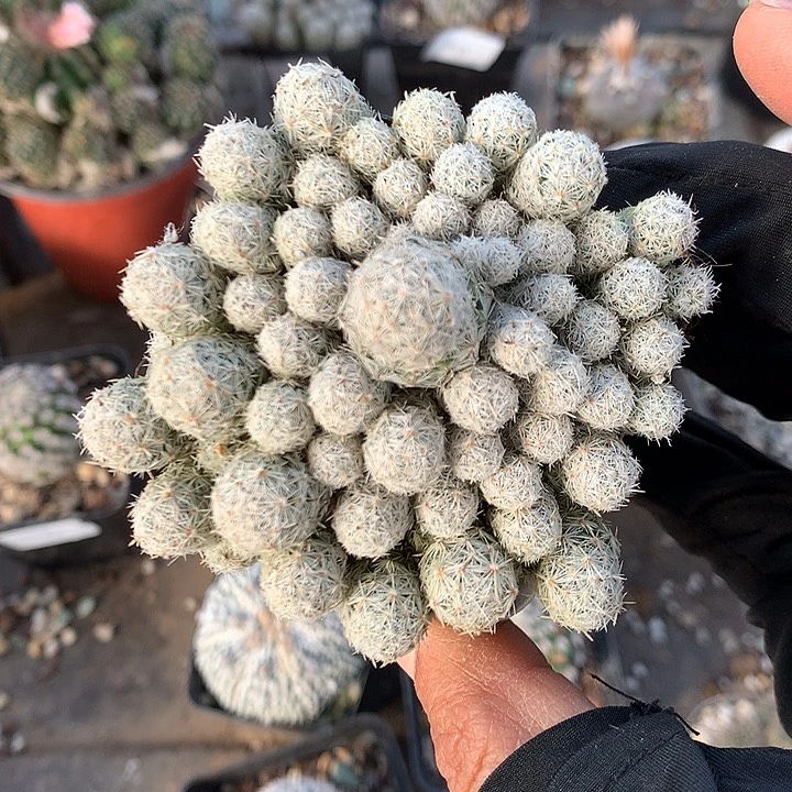 360 实生须弥山7.5厘米