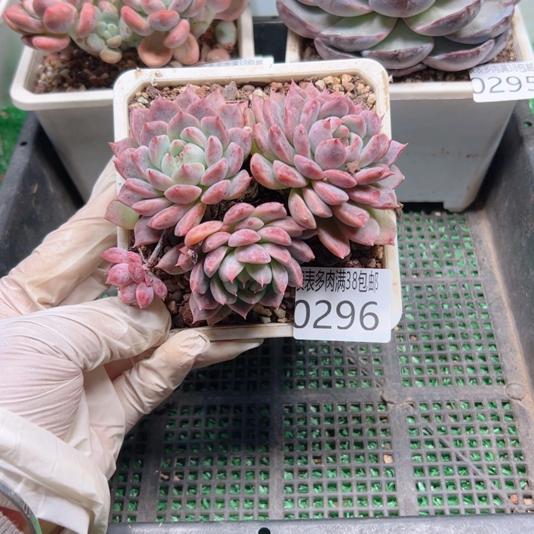 多肉一物＿拍植物0296