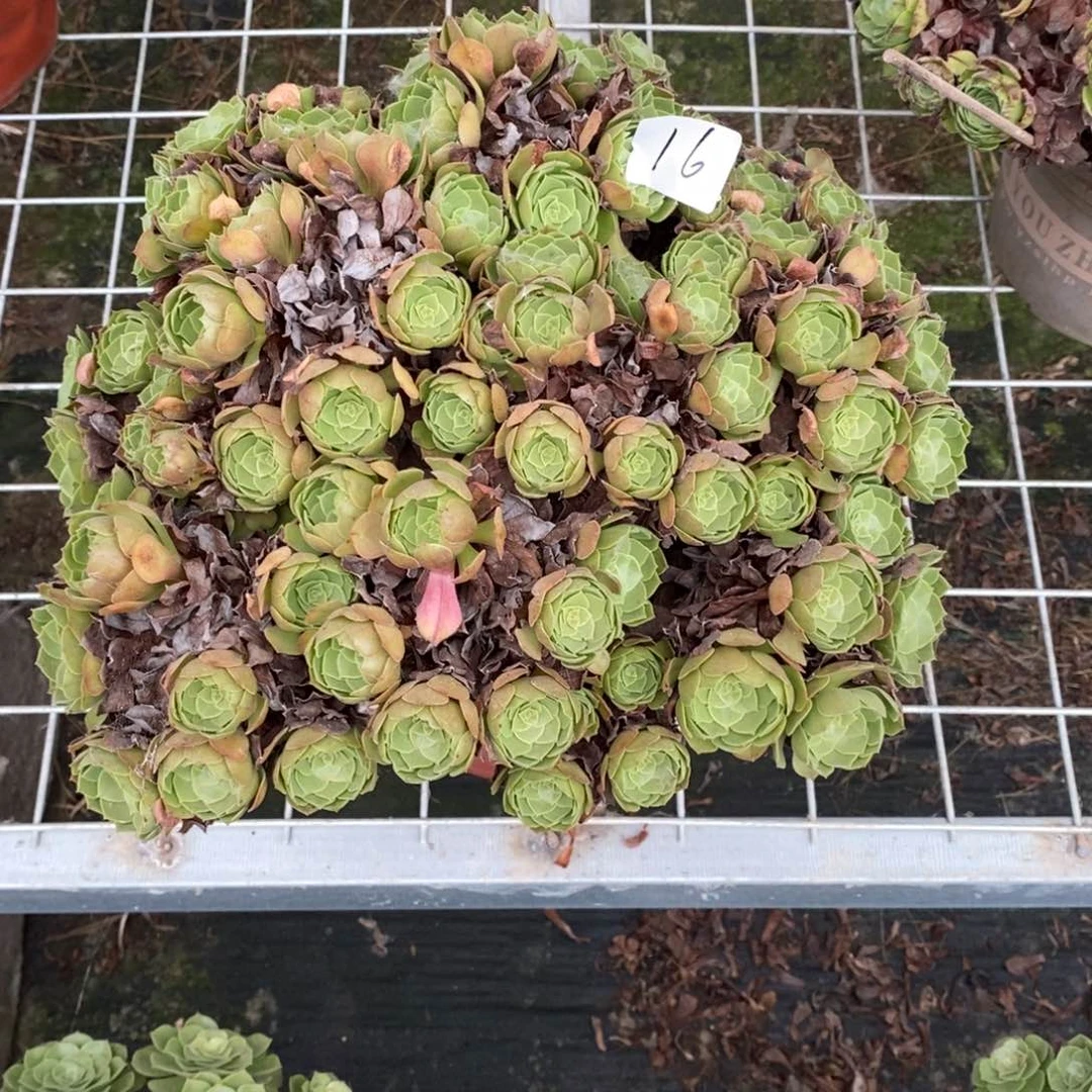 云**晖多肉植物组合拼盘16