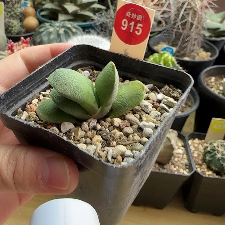 密尤卧牛一棵368778