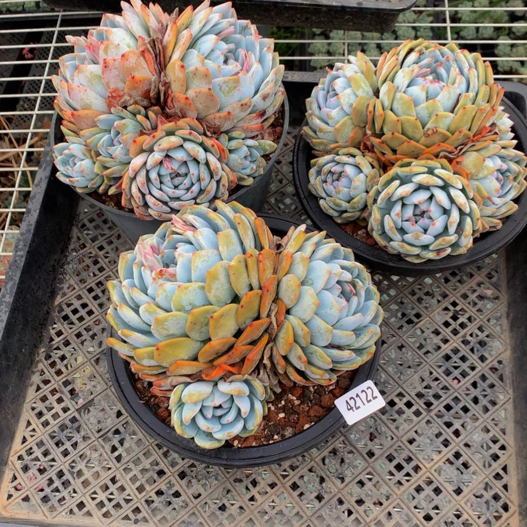 芷*42122三个一起嗯嗯好想睡觉