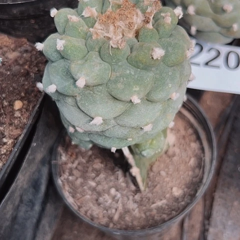 223海鲜特价大促活动开始