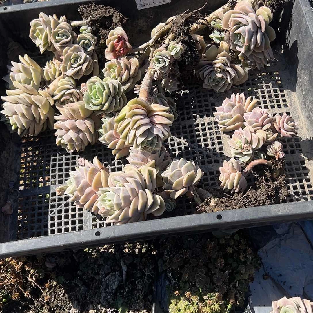 阝****$670不售后5颗