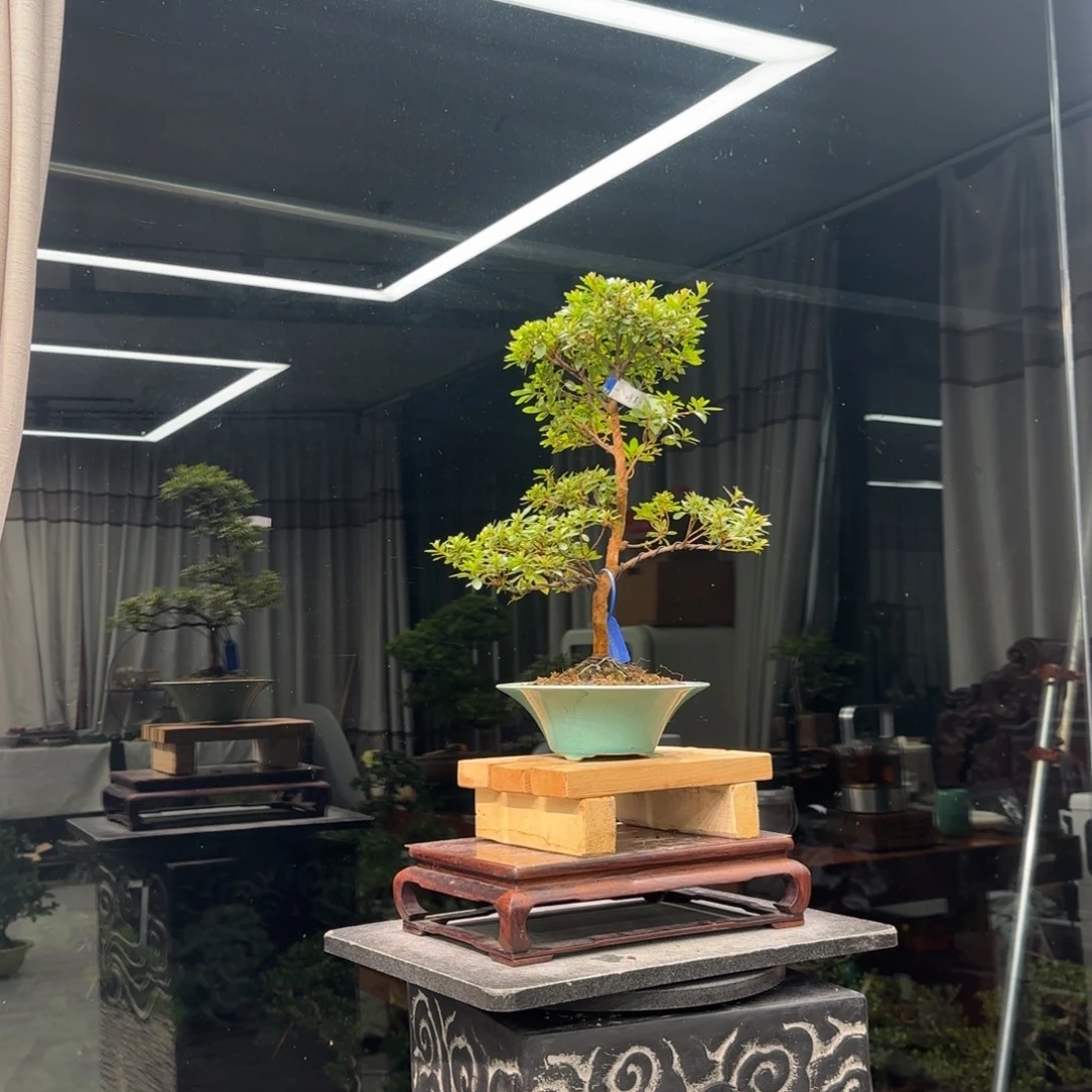 大***流无花朵花卉苗木花卉4503