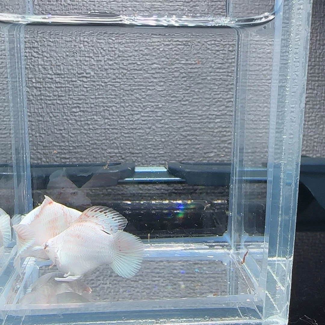 黑玛丽鱼樱花钻石眼