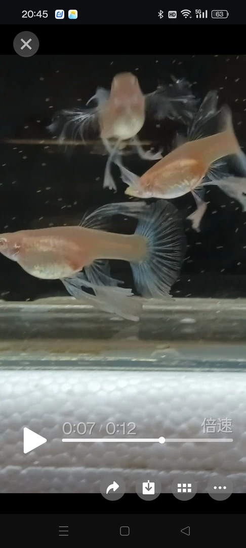 热带小型淡水孔雀鱼好养耐活观赏鱼孕母纯种凤尾鱼