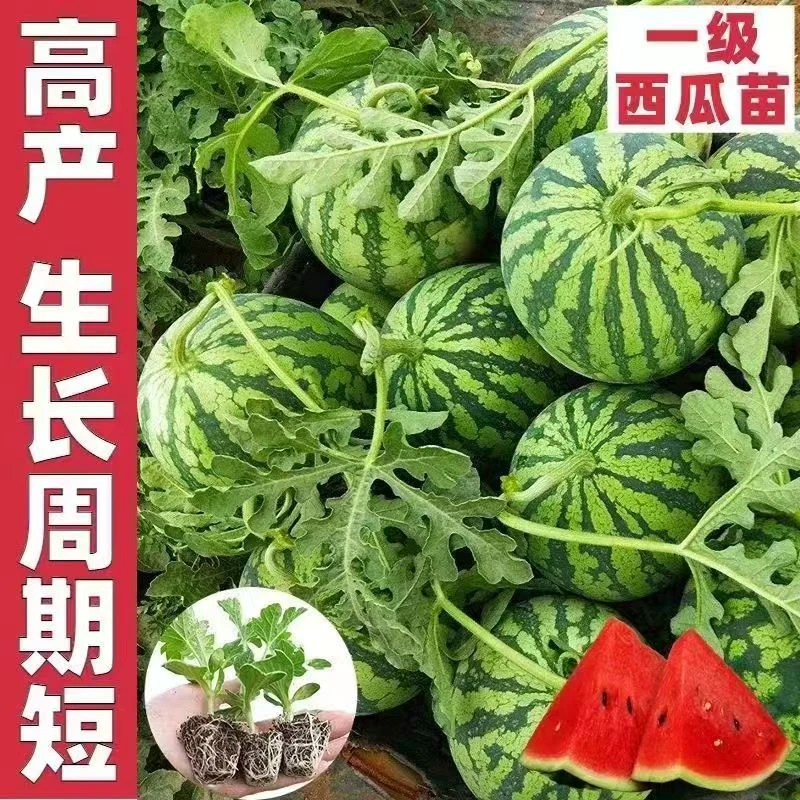 冰糖麒麟8424西瓜秧苗阳台庭院盆在地栽易种植秧苗