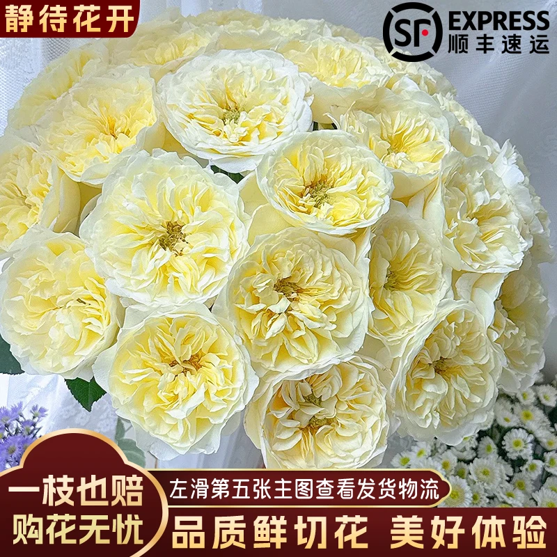 【静待花开】窒息-稀有单头玫瑰 云南鲜花斗南花卉基地直发顺丰高货