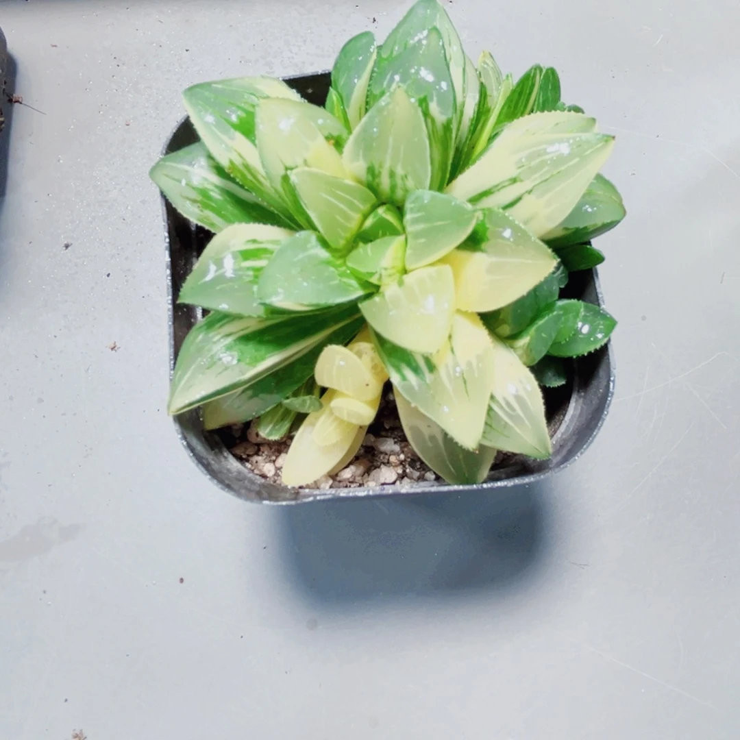 姬寿锦多肉植物66666