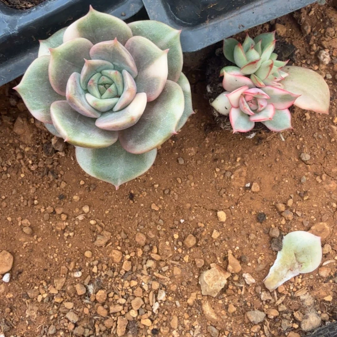笑***美盲盒多肉锦植物植物