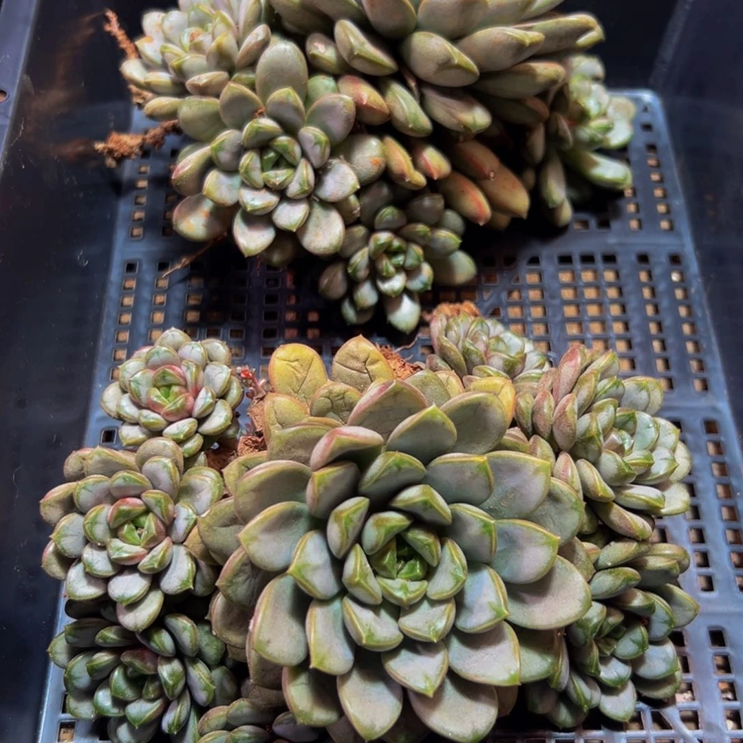 217多肉的小龙虾和一个q