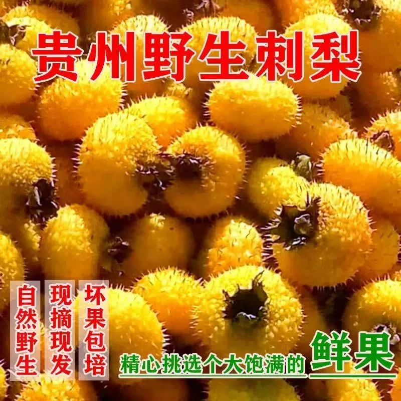 贵州新鲜刺梨鲜果有籽新鲜正宗野生刺梨生吃泡酒泡水喝vc之王包邮