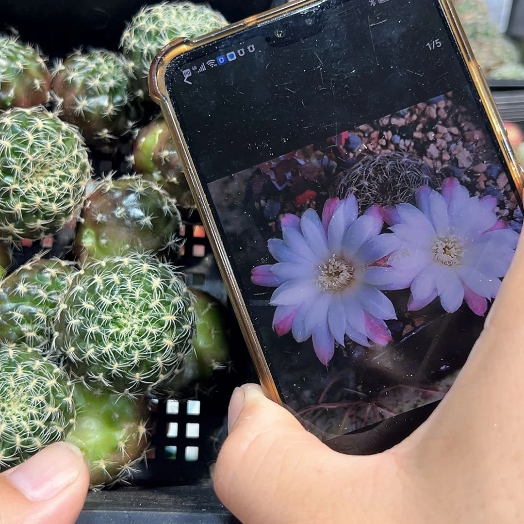 罗伯特沟宝山仙人球侧芽一颗