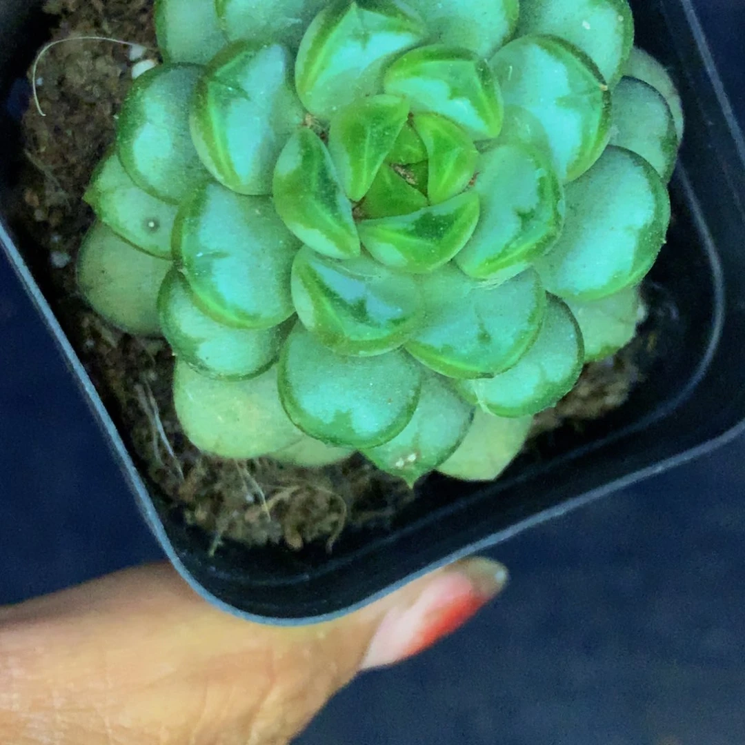 葡萄。（不满9.99发叶子）