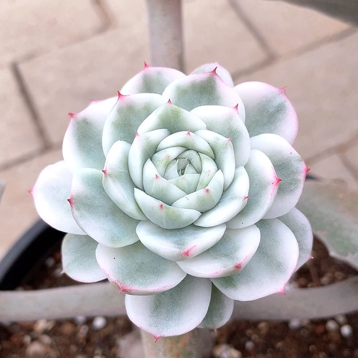 高瓷白麦秆锦。一物一拍
