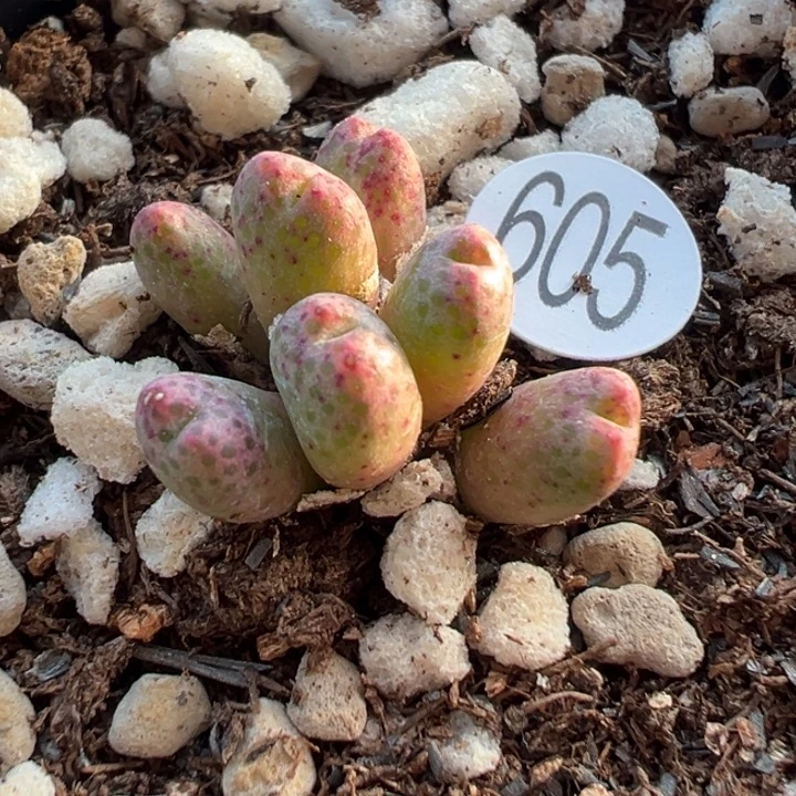 605号111111111111111