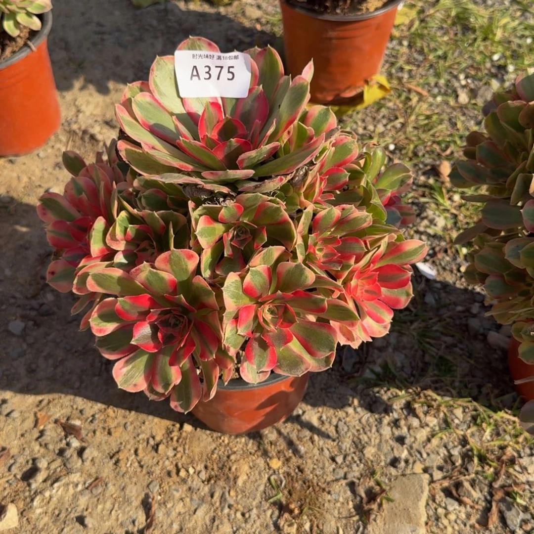 375妖月。多肉植物