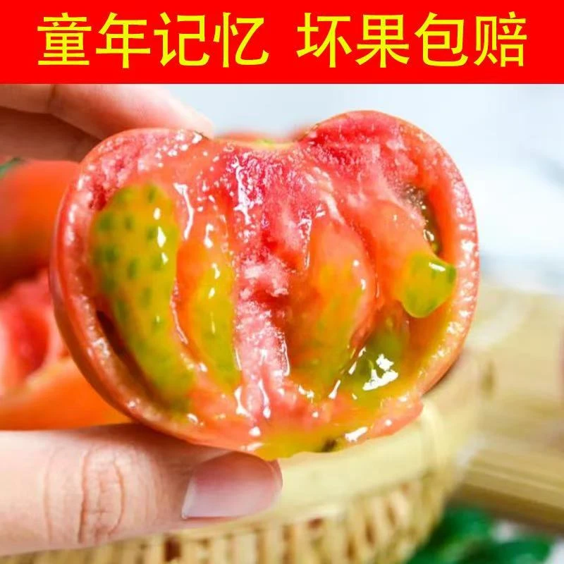 山东农家现摘现发草莓西红柿酸甜可口大小混发包邮5斤装