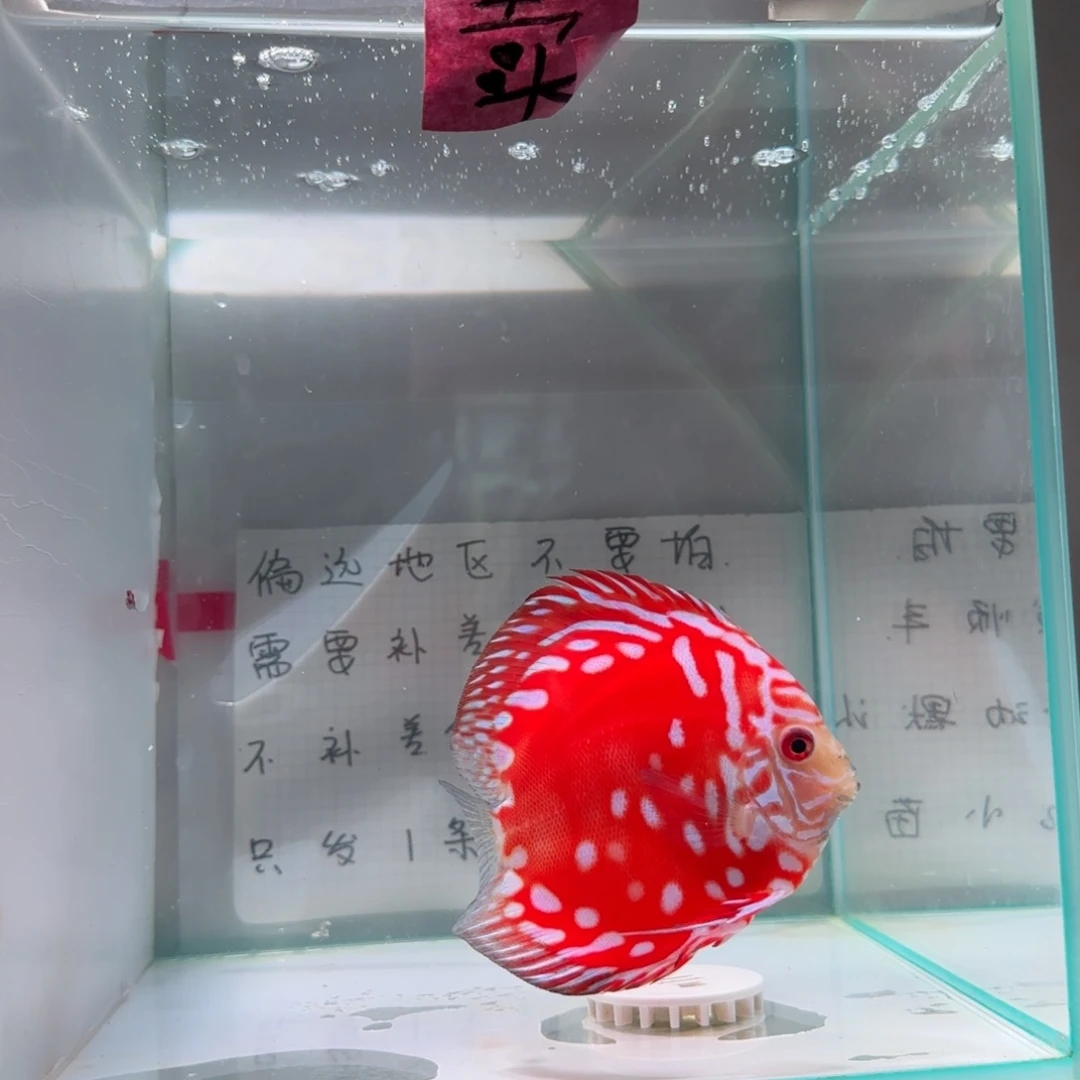 七彩神仙鱼肉身9-8偏远地区不拍