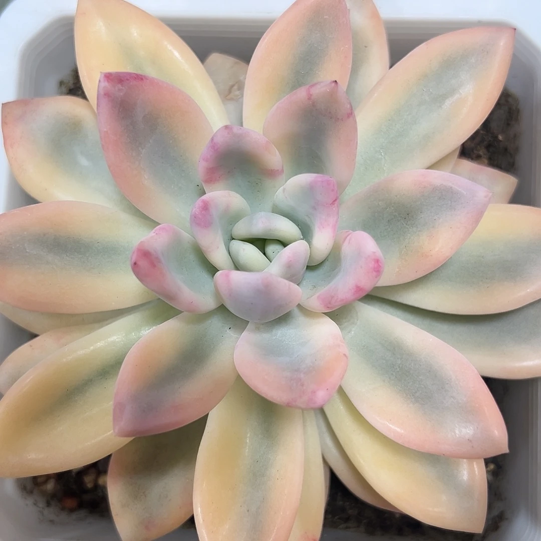 奥普彩锦多肉植物