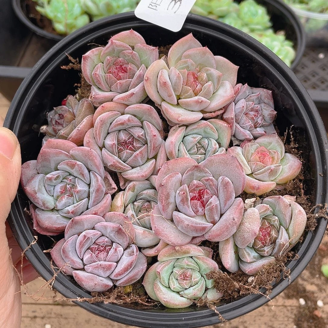 多肉植物多肉植物302