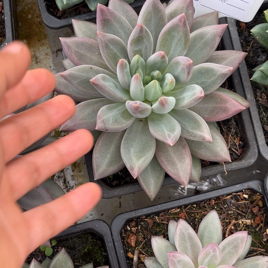 水晶球个体多肉植物914