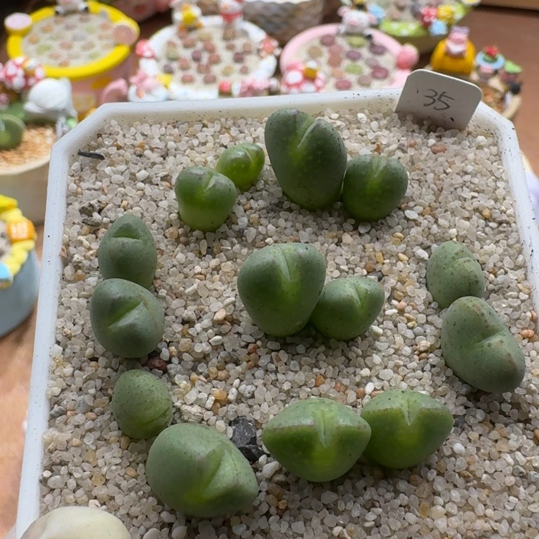 1122.07少将杂肉锥