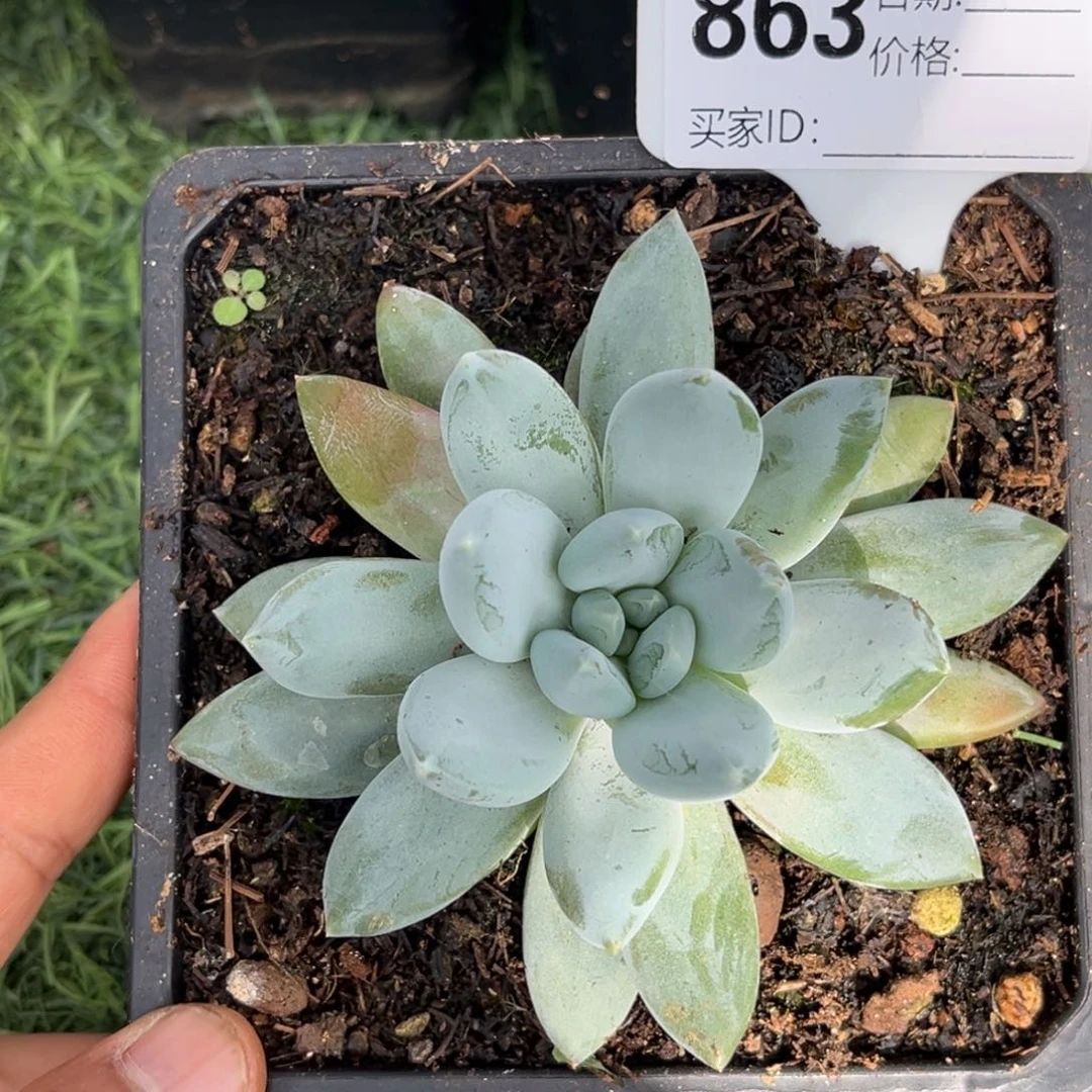 美人多肉植物多肉863
