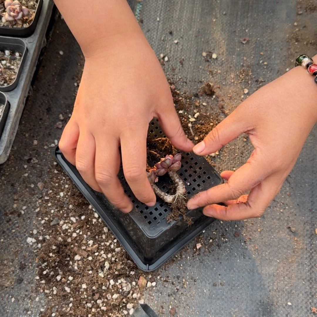 169号号到手3颗江北多肉