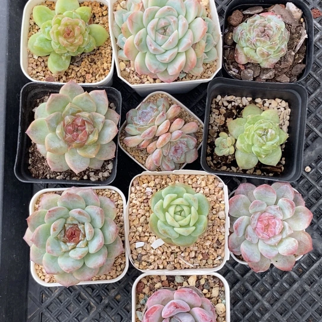 开播福利框特价包框