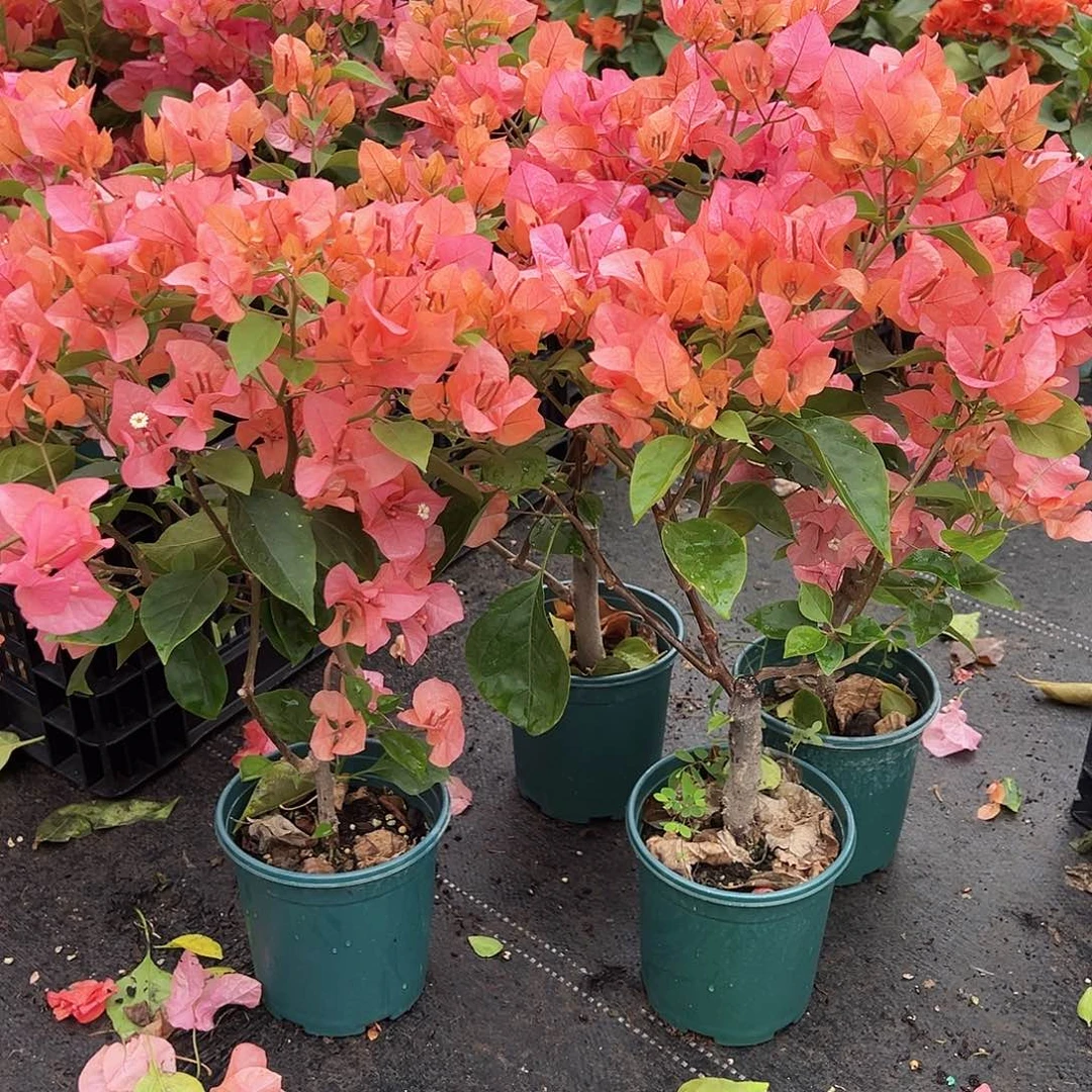 大部分花苞少量开放波妹掌中宝一棵