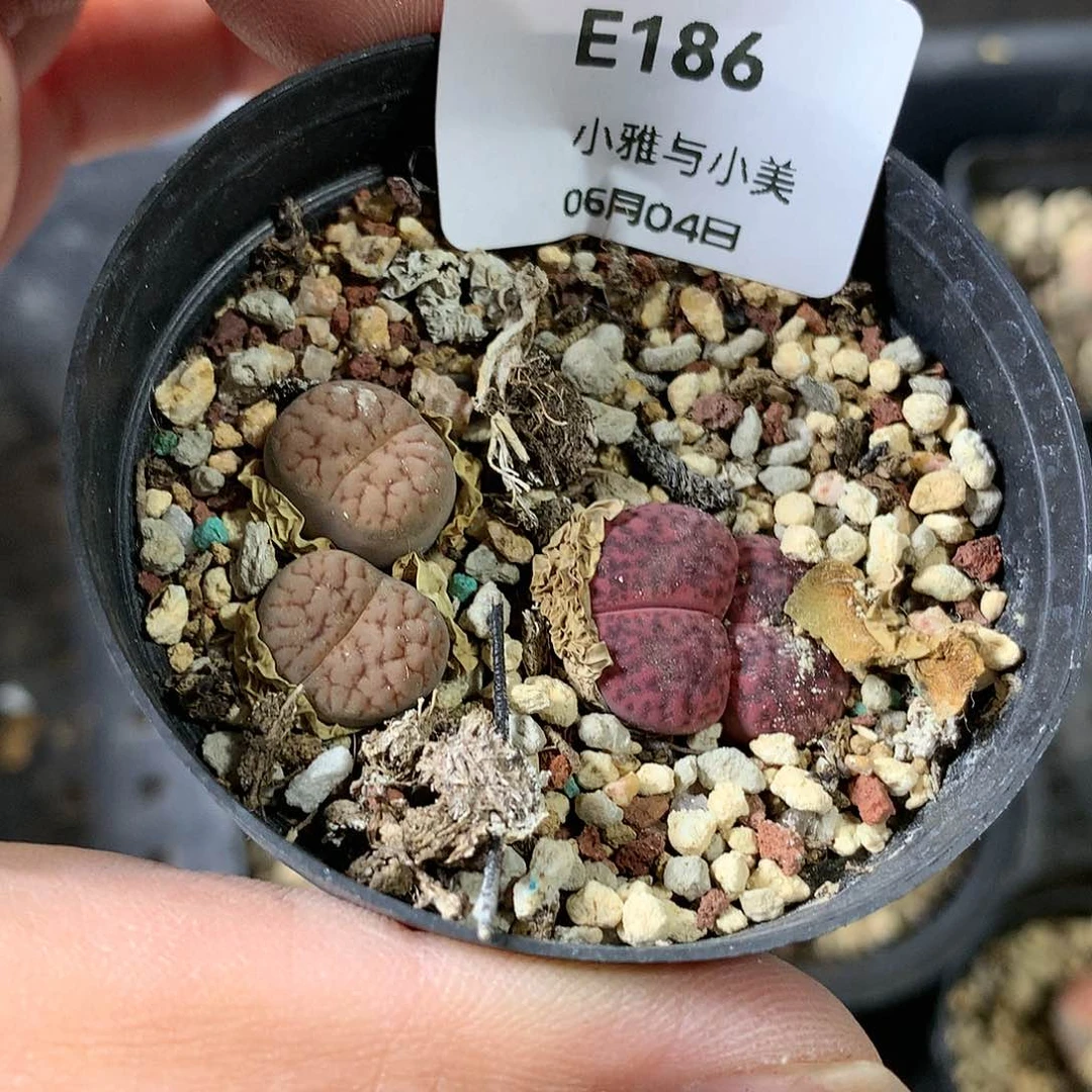 E186多肉植物保护研究所