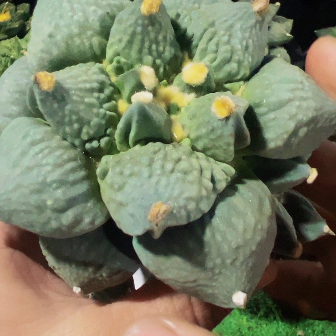 无花朵白肌怒涛带两个侧芽271