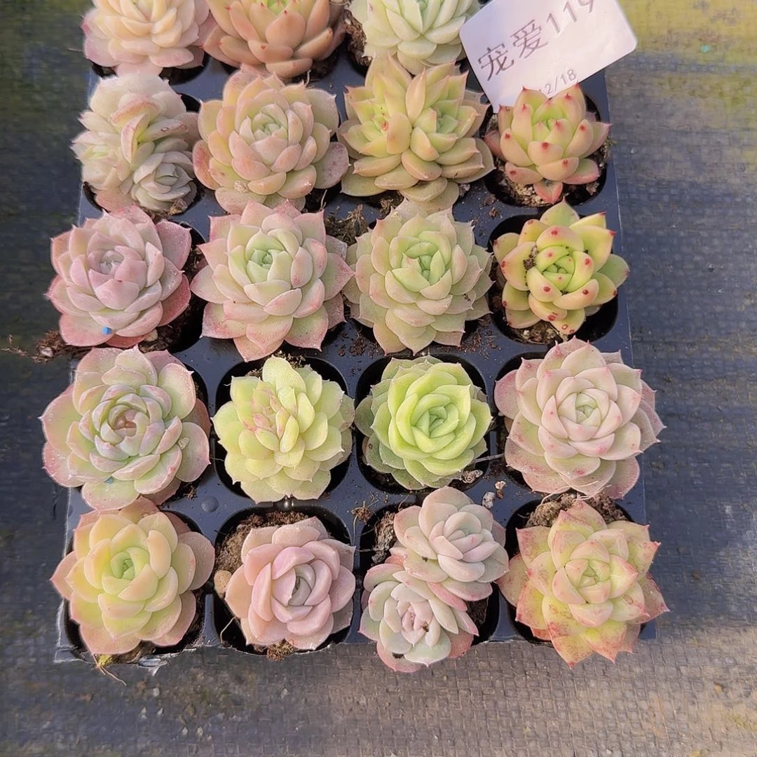 直播福利一物一拍119