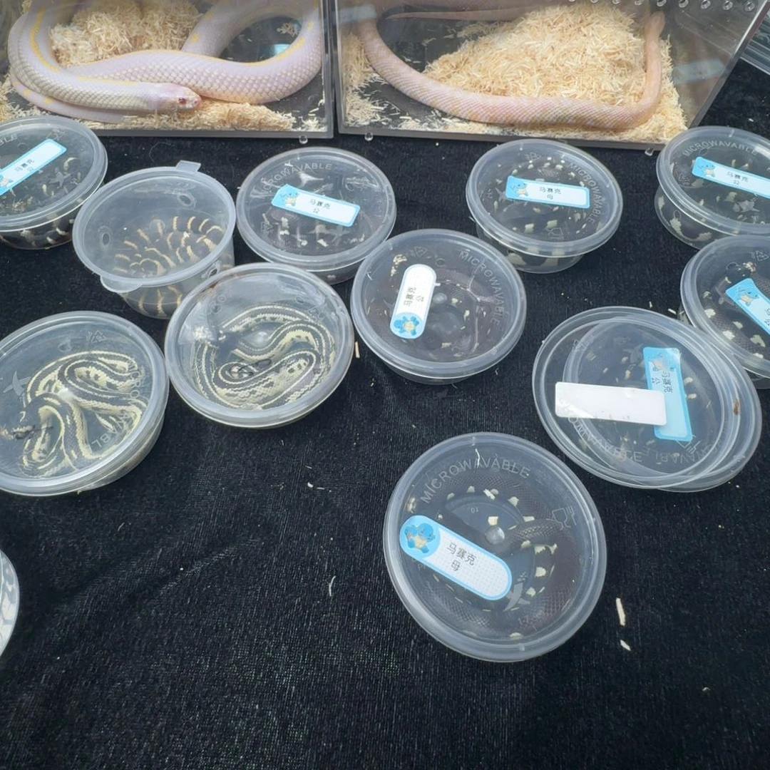 雨林蝎精品黑白波点